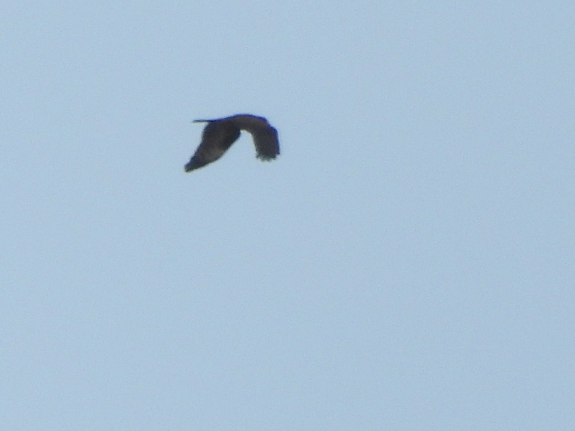 European Honey-buzzard - ML643139940