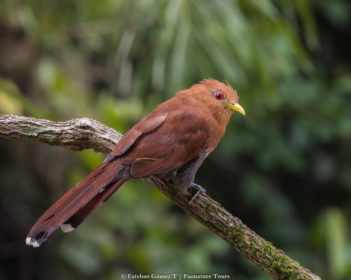 Little Cuckoo - ML643139947