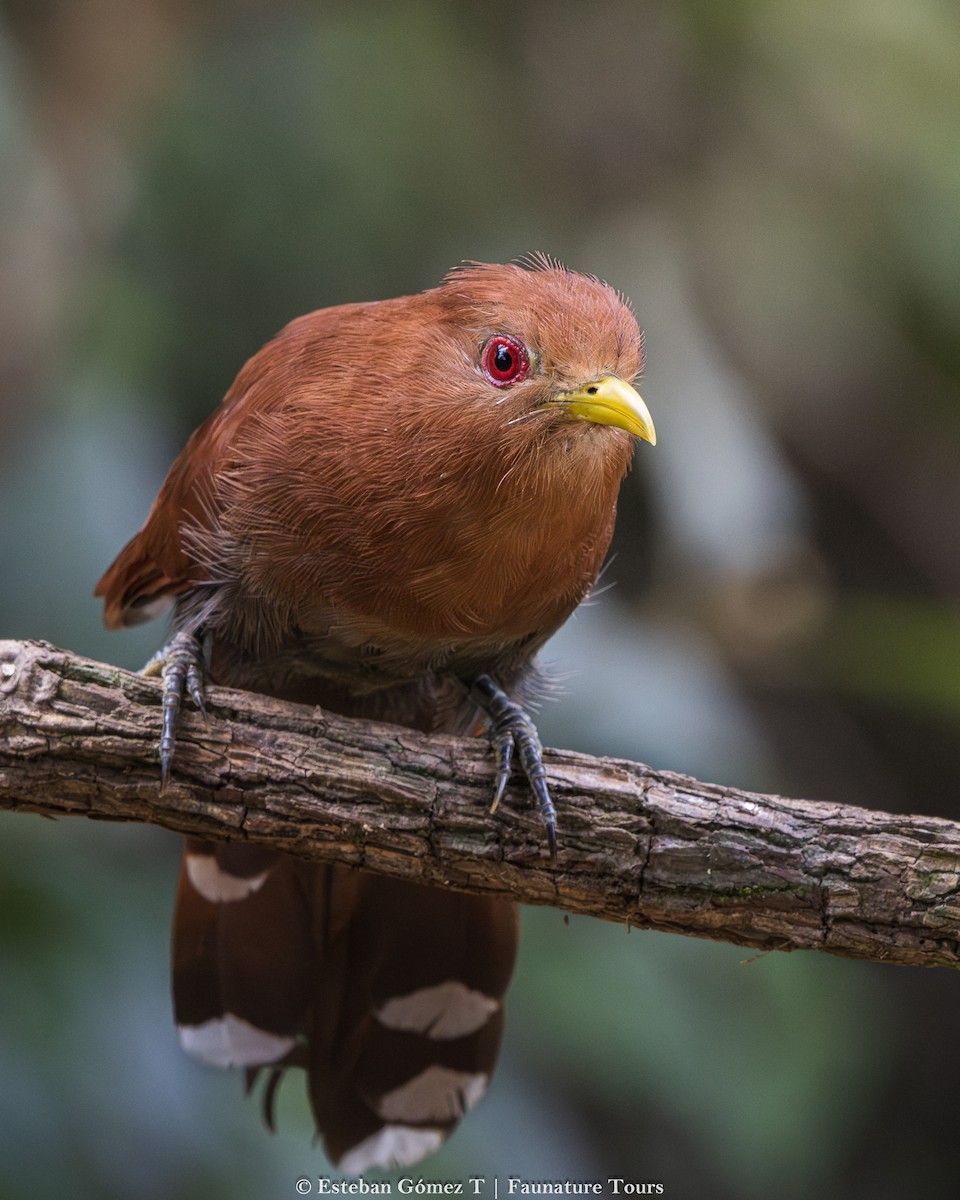 Little Cuckoo - ML643139948