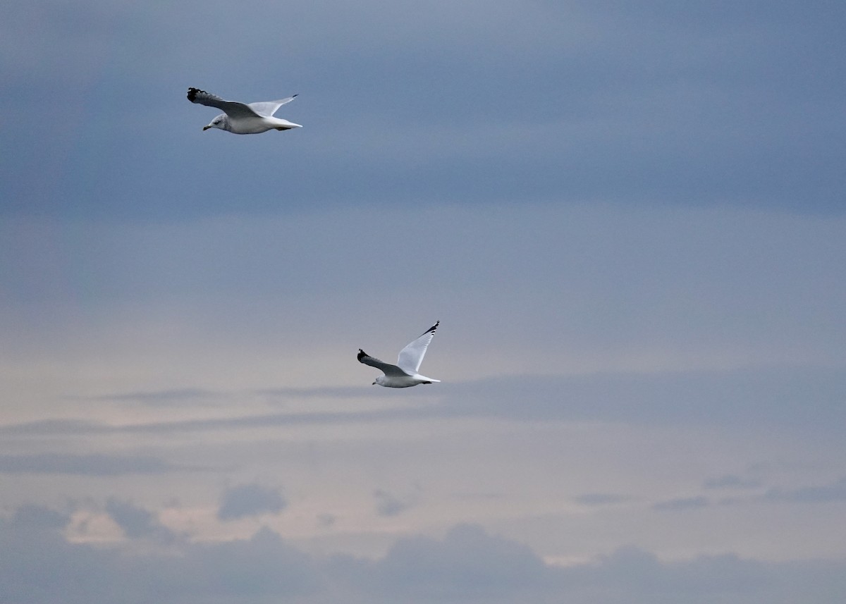 racek kroužkozobý - ML643139952