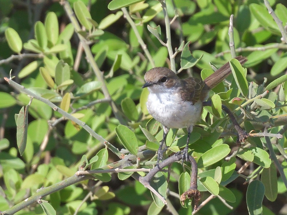 Marico Flycatcher - ML643139968