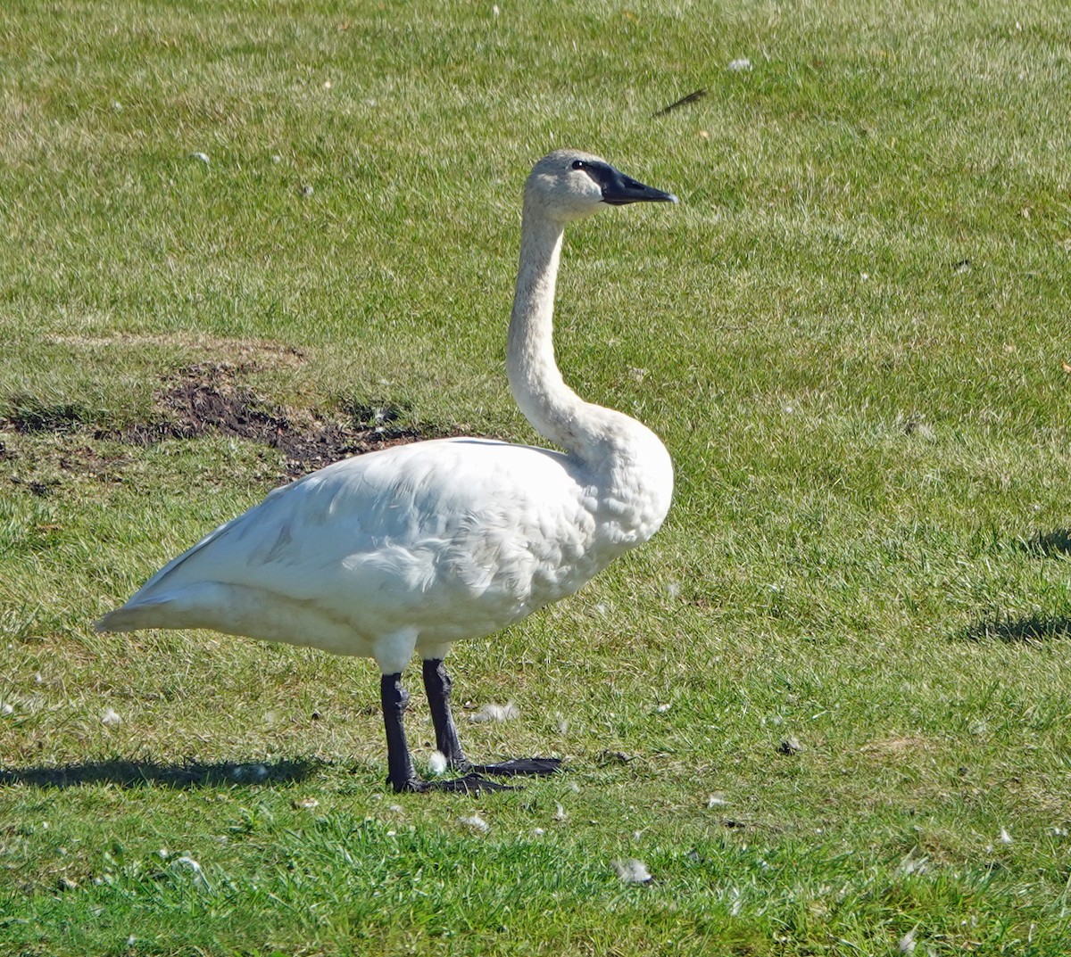Trumpeter Swan - ML643140000
