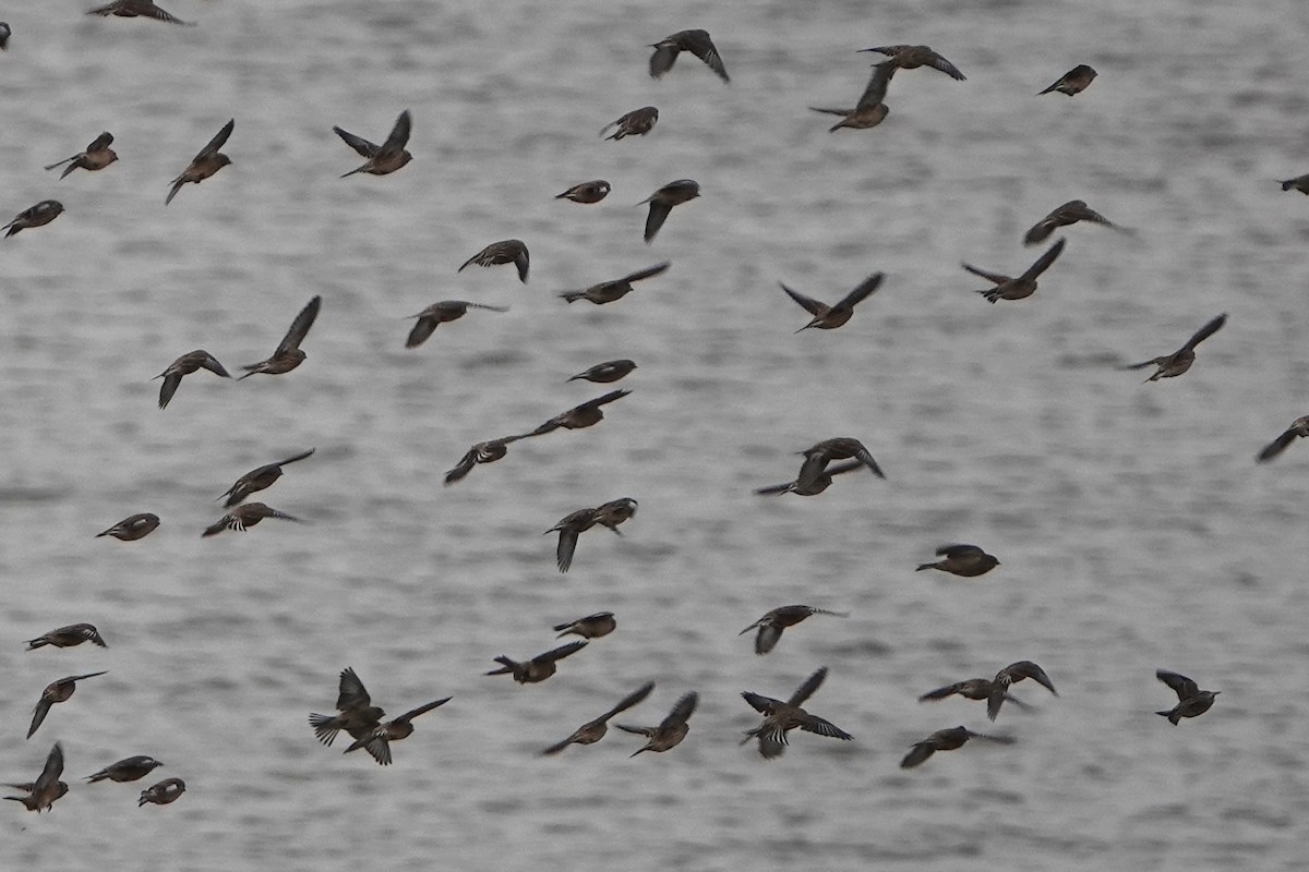 Eurasian Linnet - ML643140013