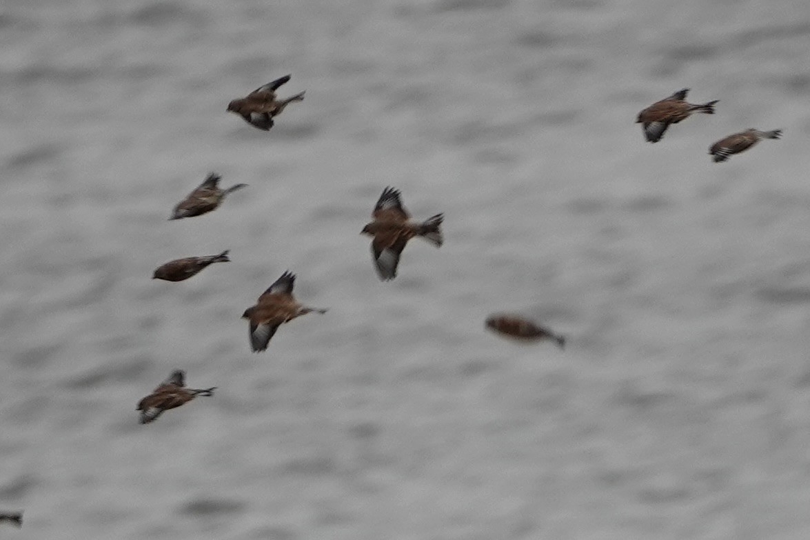 Eurasian Linnet - ML643140014