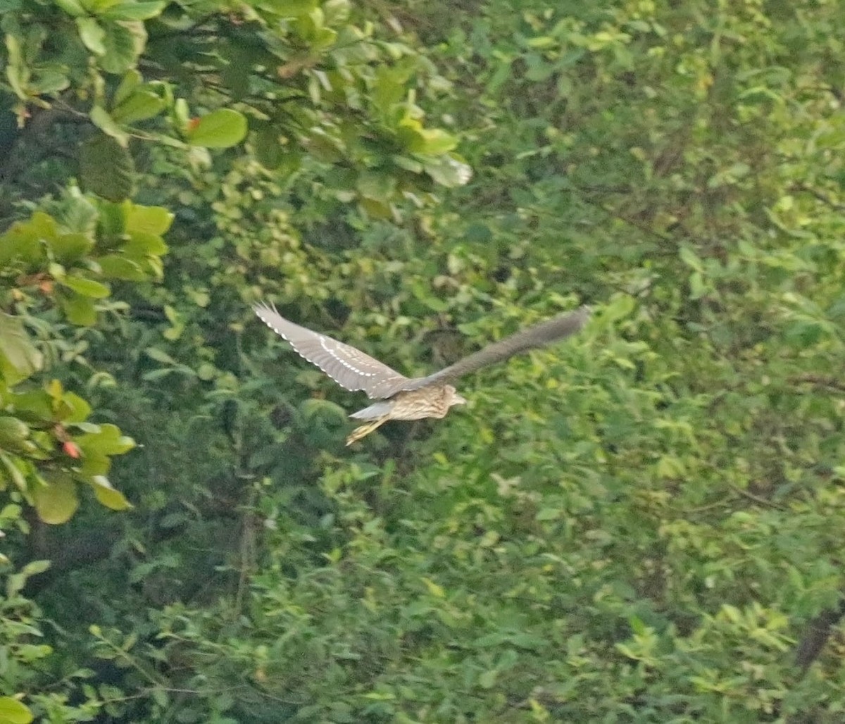Black-crowned Night Heron - ML643140025
