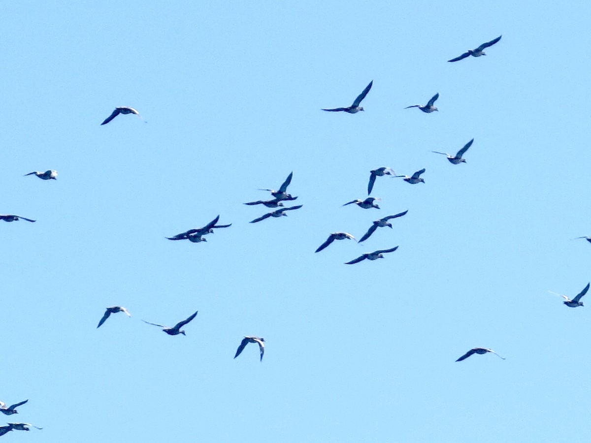 American Wigeon - ML643140041
