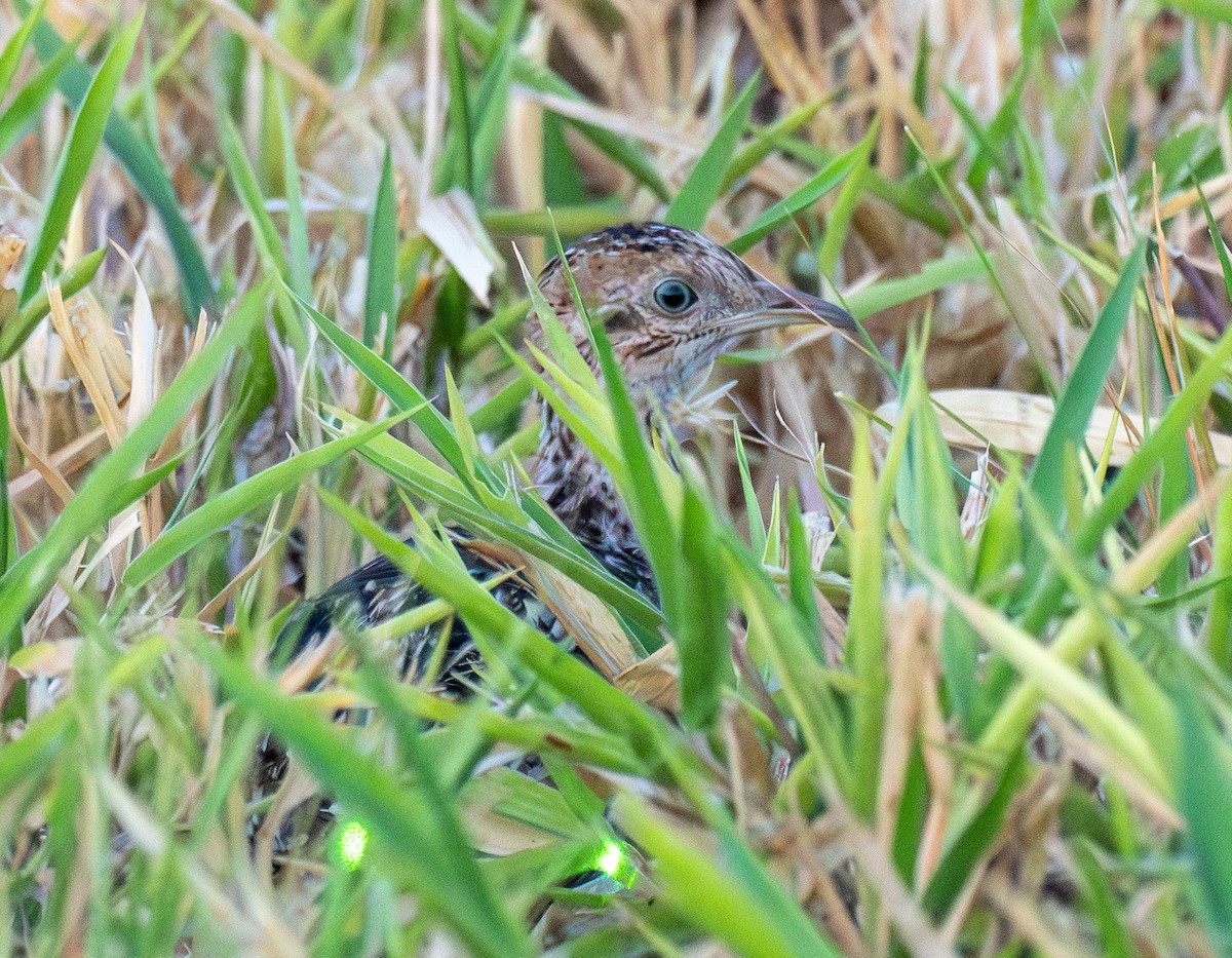 White-bellied Nothura - ML643140061