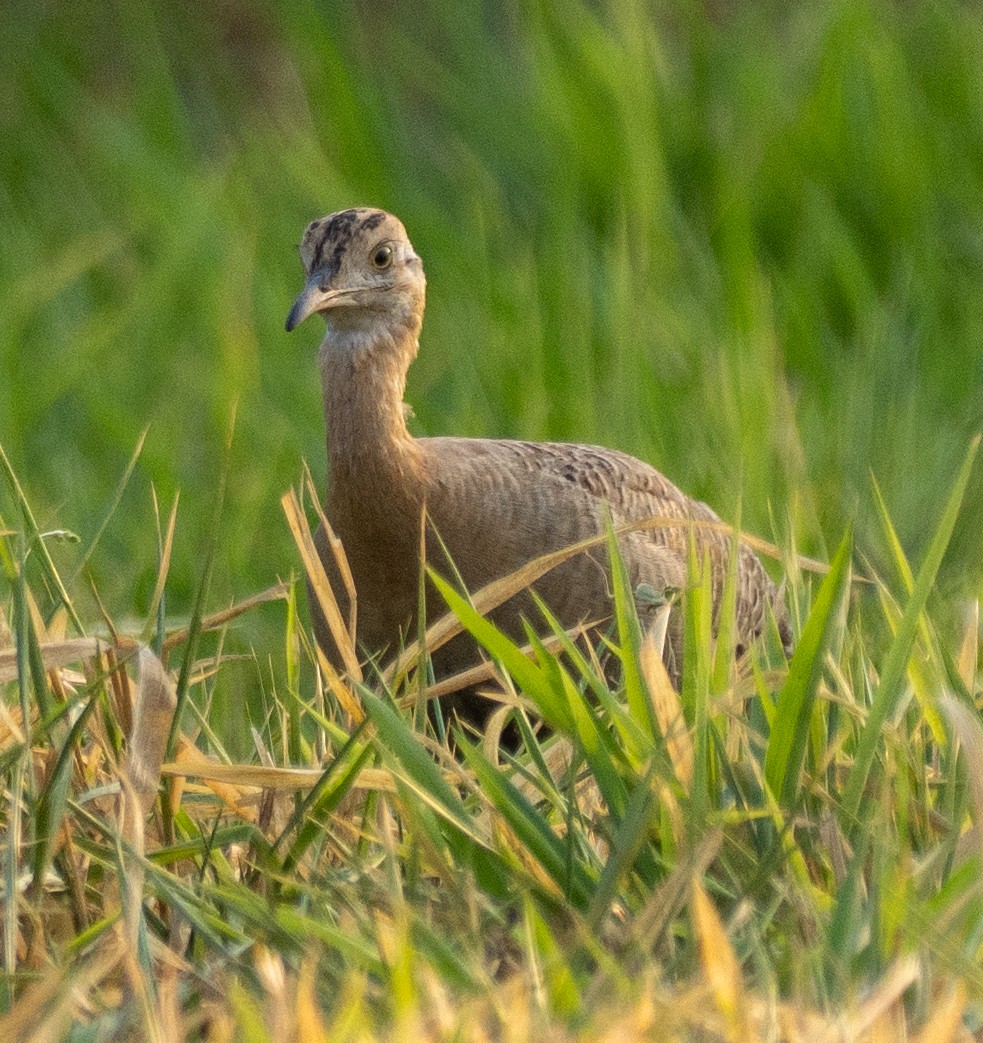 Tinamou isabelle - ML643140067