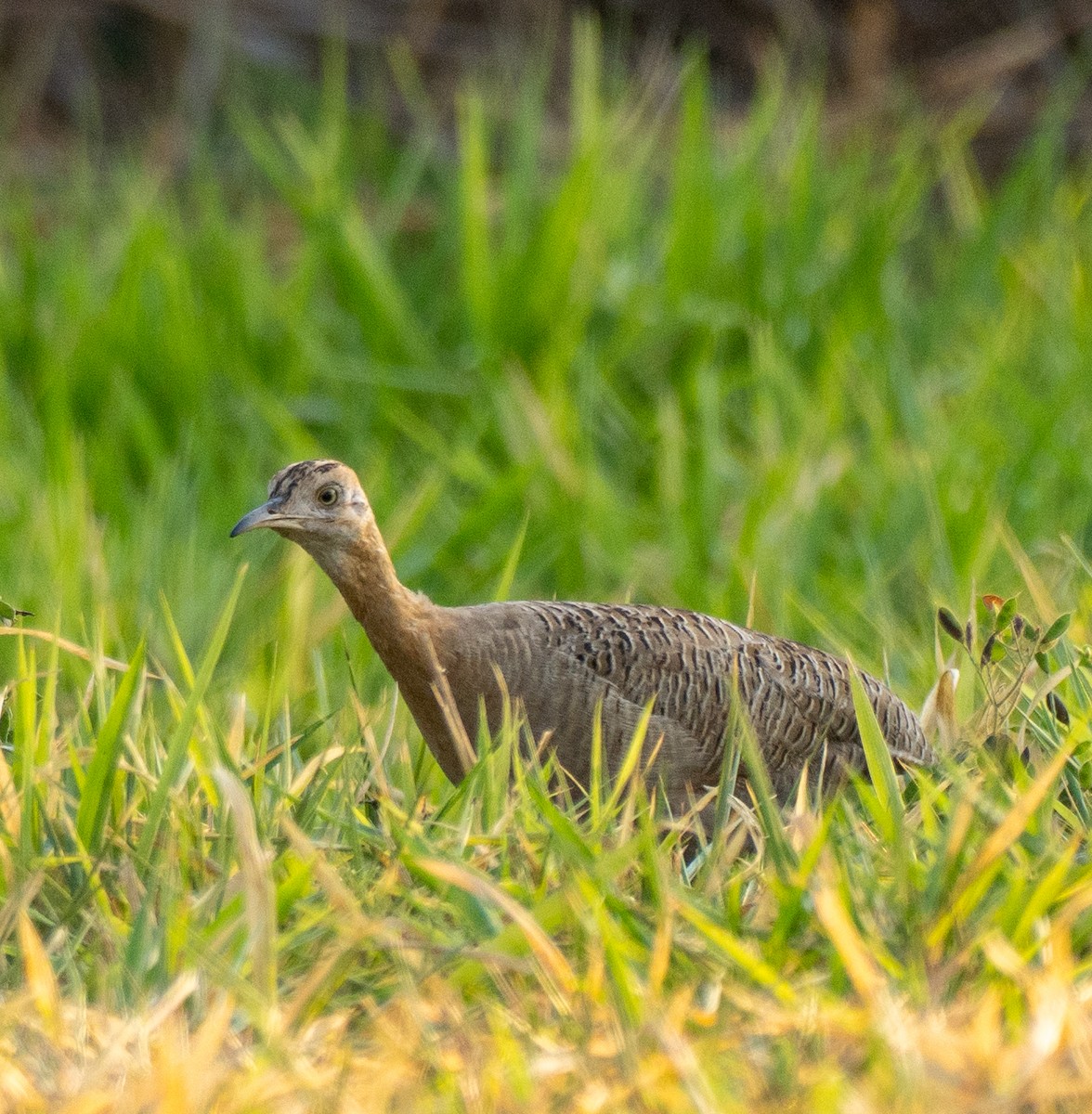 Tinamou isabelle - ML643140070