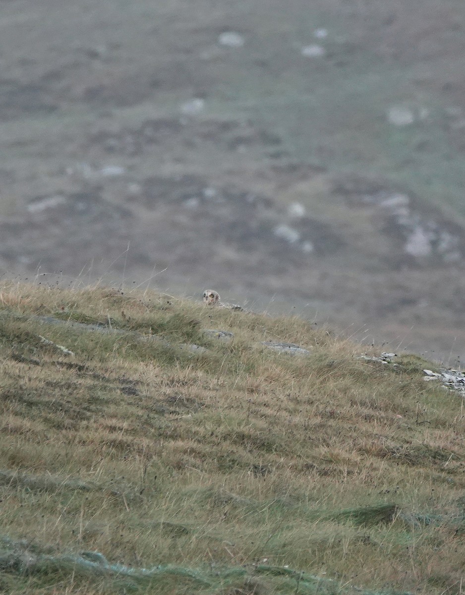 Short-eared Owl - ML643140080