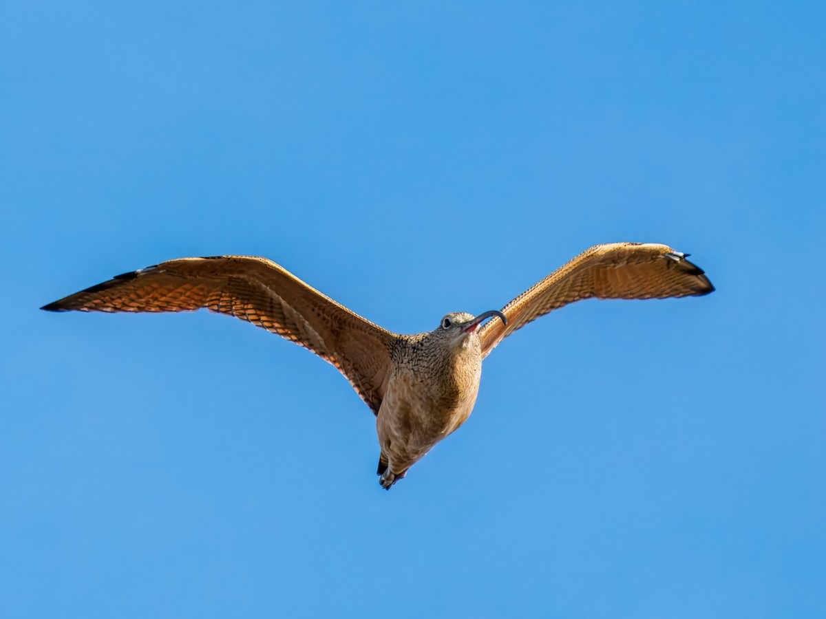 Long-billed Curlew - ML643140085