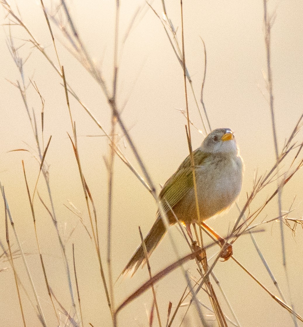 Wedge-tailed Grass-Finch - ML643140089