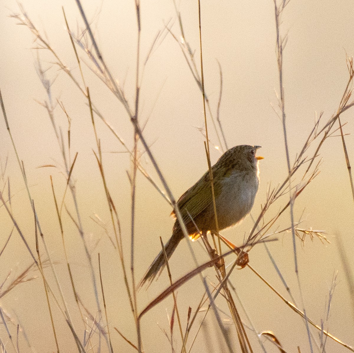 Wedge-tailed Grass-Finch - ML643140090