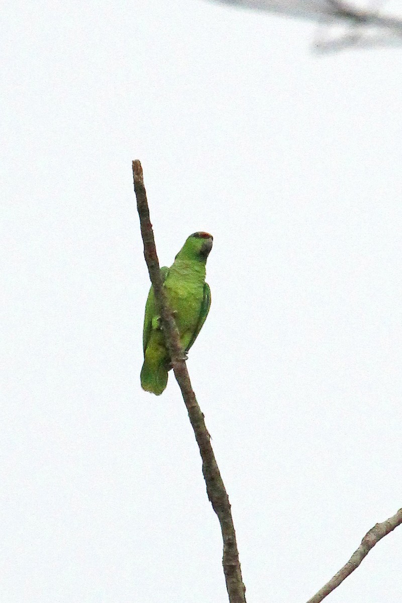 Festive Amazon - ML643140107