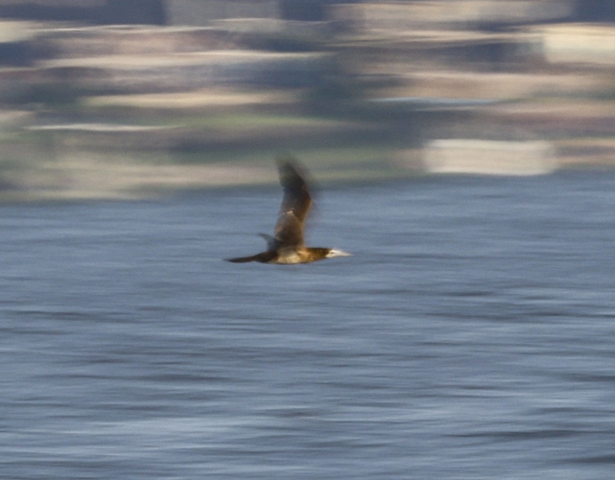 Brown Booby - ML643140130