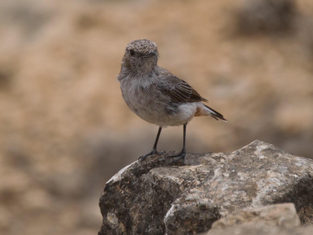 Arabian Wheatear - ML643140133