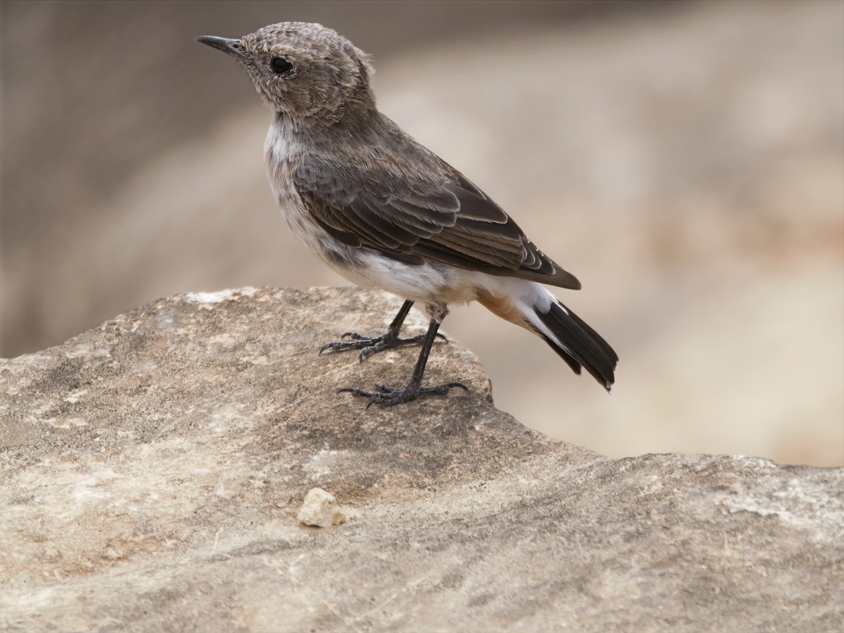 Arabian Wheatear - ML643140134