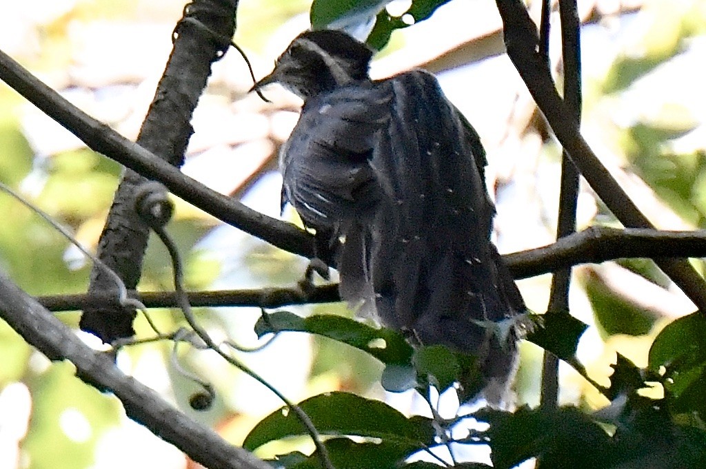 Pheasant Cuckoo - ML643140152