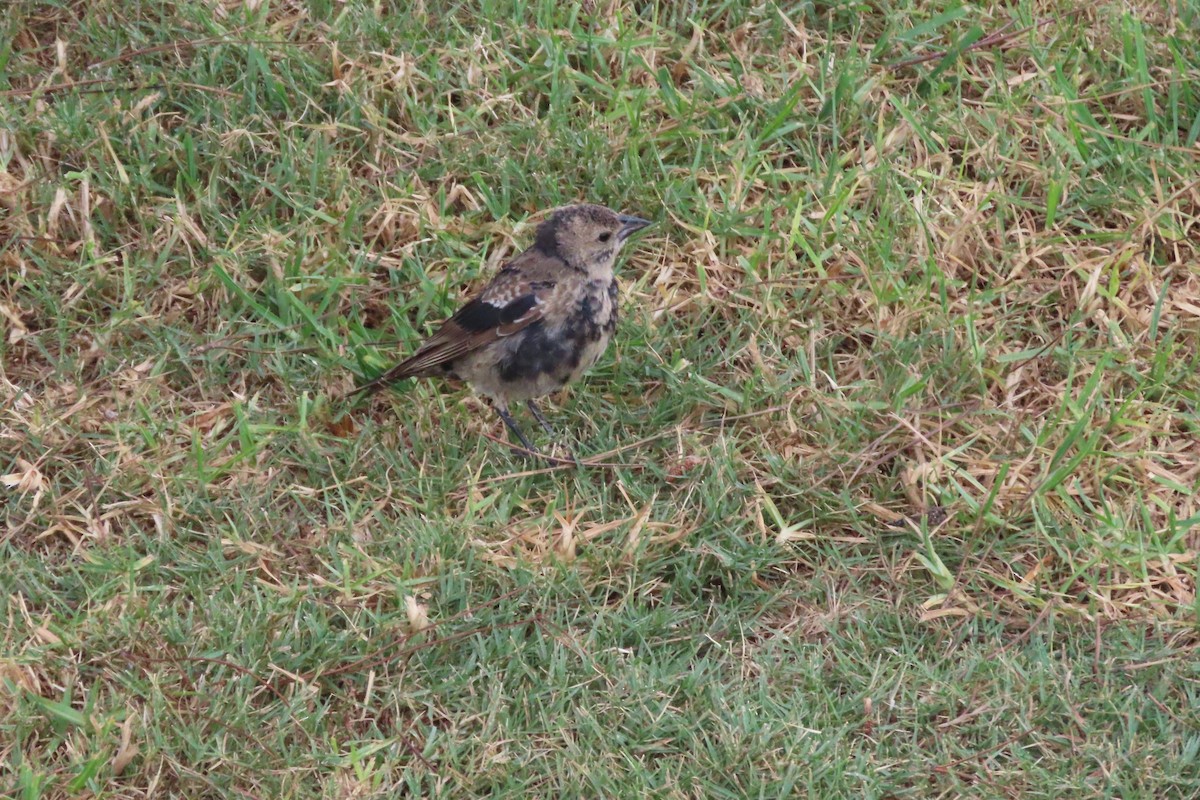 Brown-headed Cowbird - ML643140163