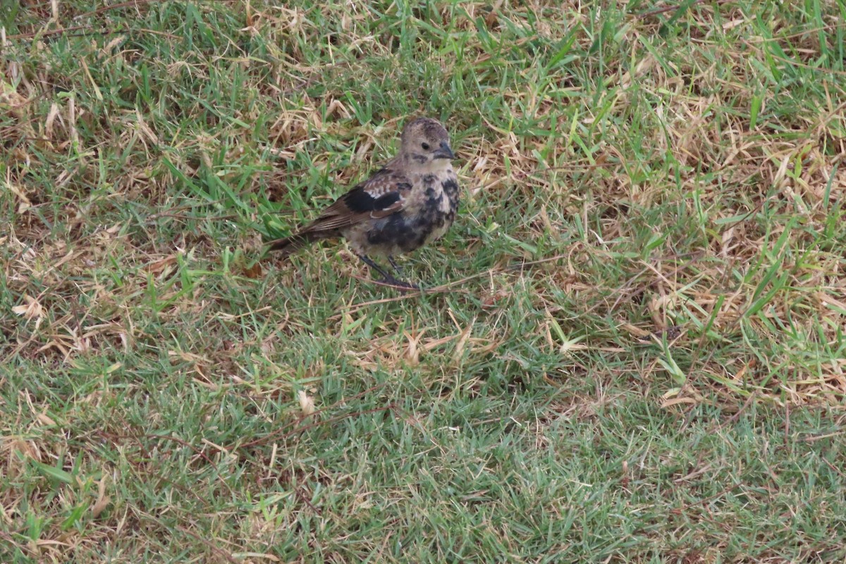 Brown-headed Cowbird - ML643140164