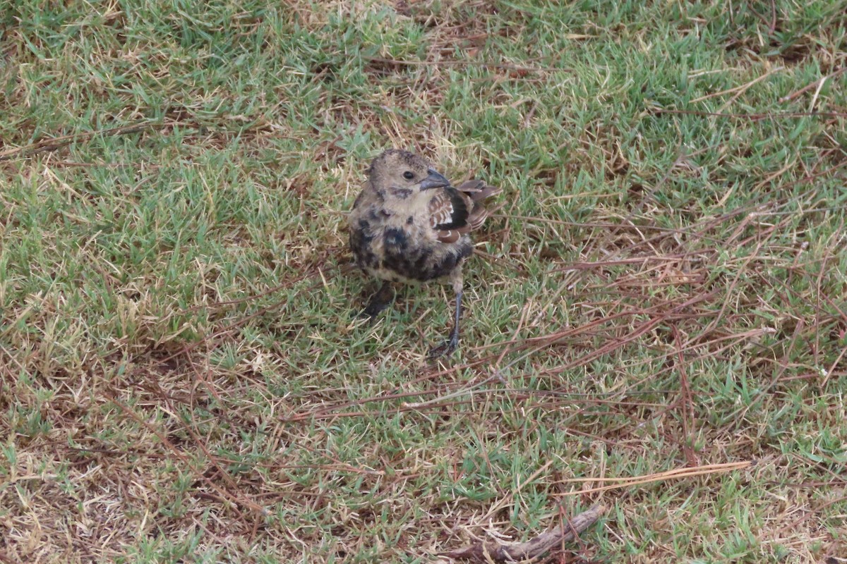 Brown-headed Cowbird - ML643140165