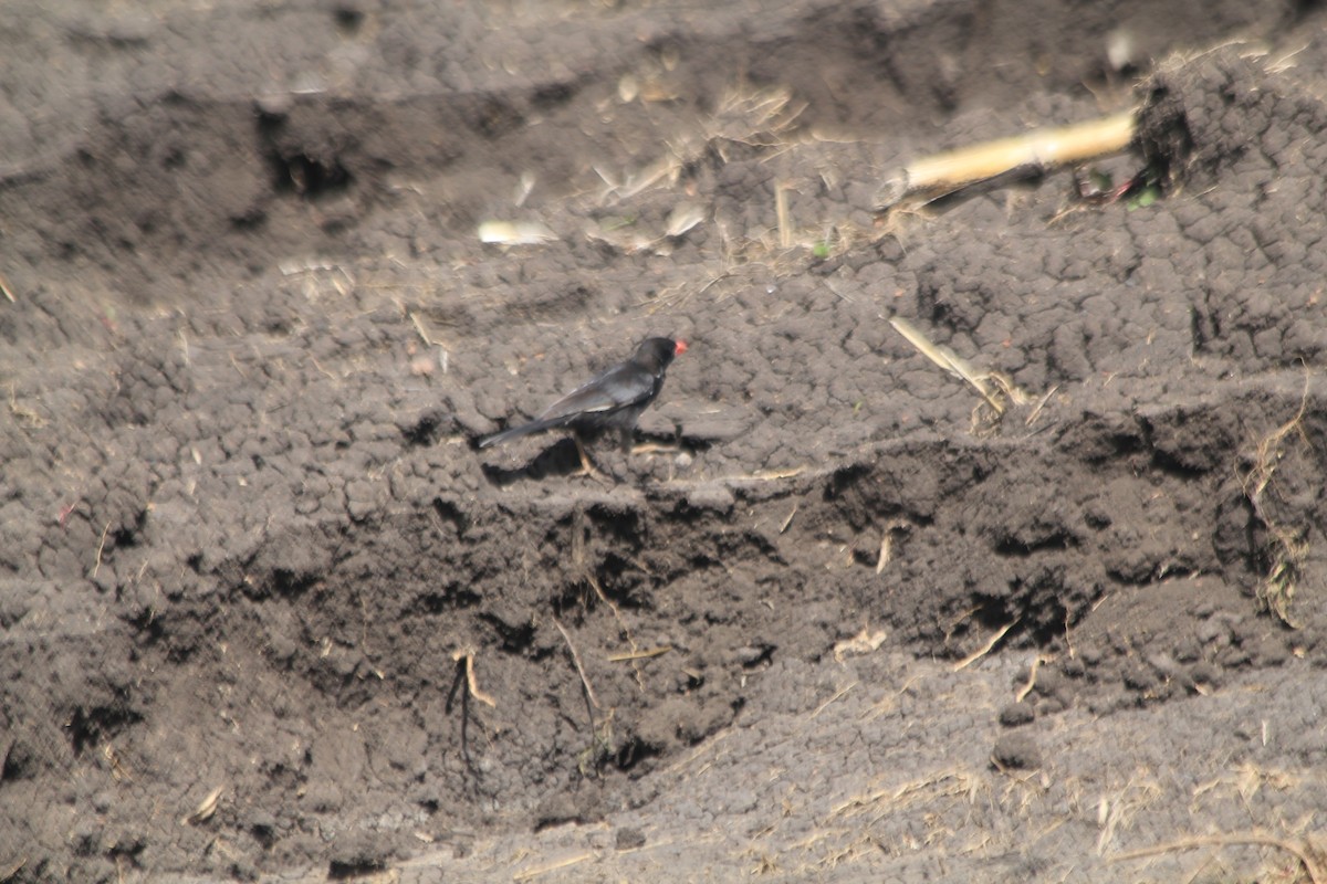Red-billed Buffalo-Weaver - ML643140191
