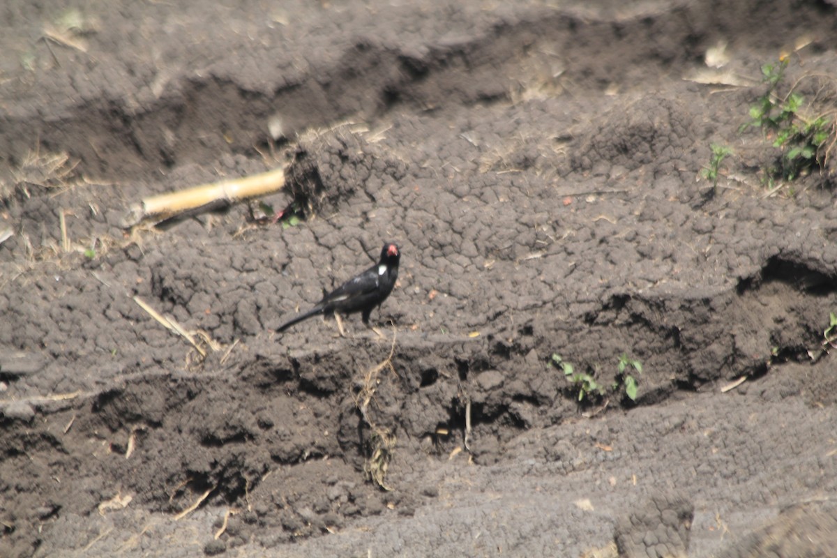 Red-billed Buffalo-Weaver - ML643140192