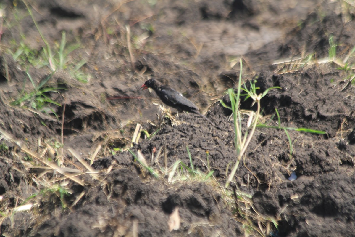 Red-billed Buffalo-Weaver - ML643140193