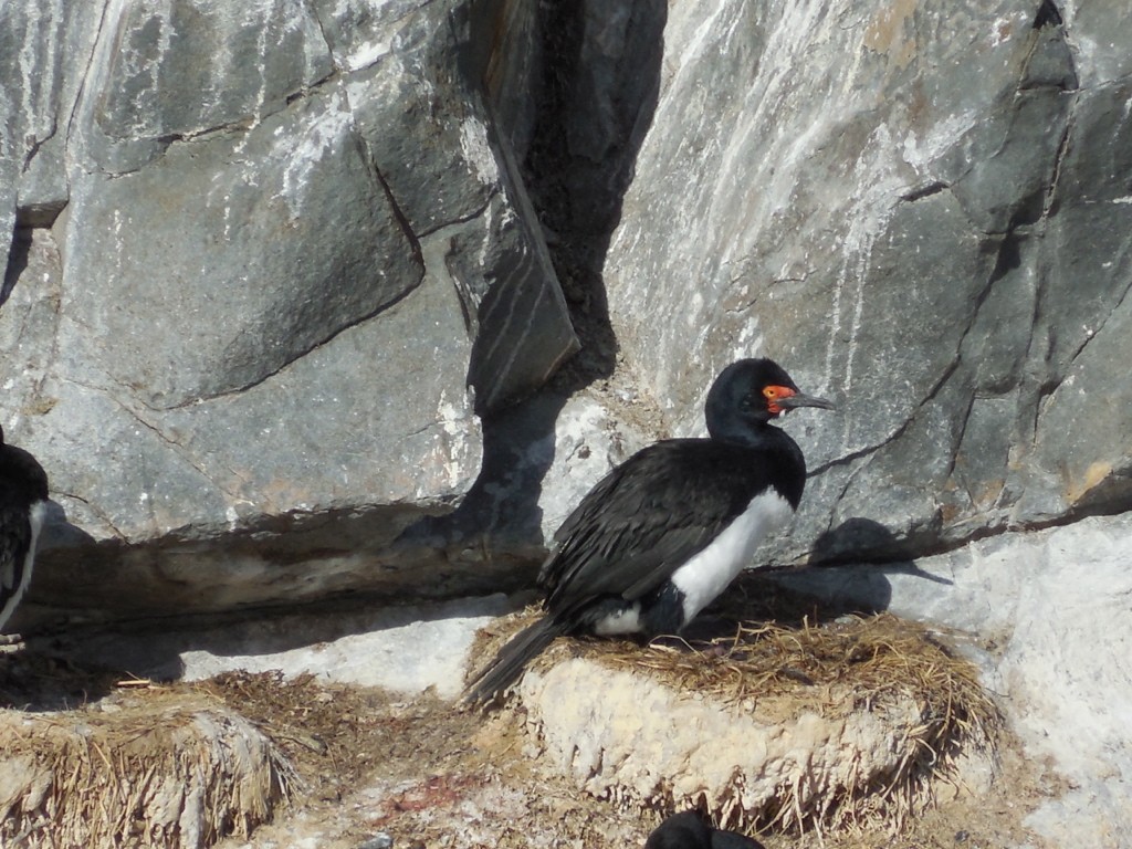 Cormoran de Magellan - ML643140225