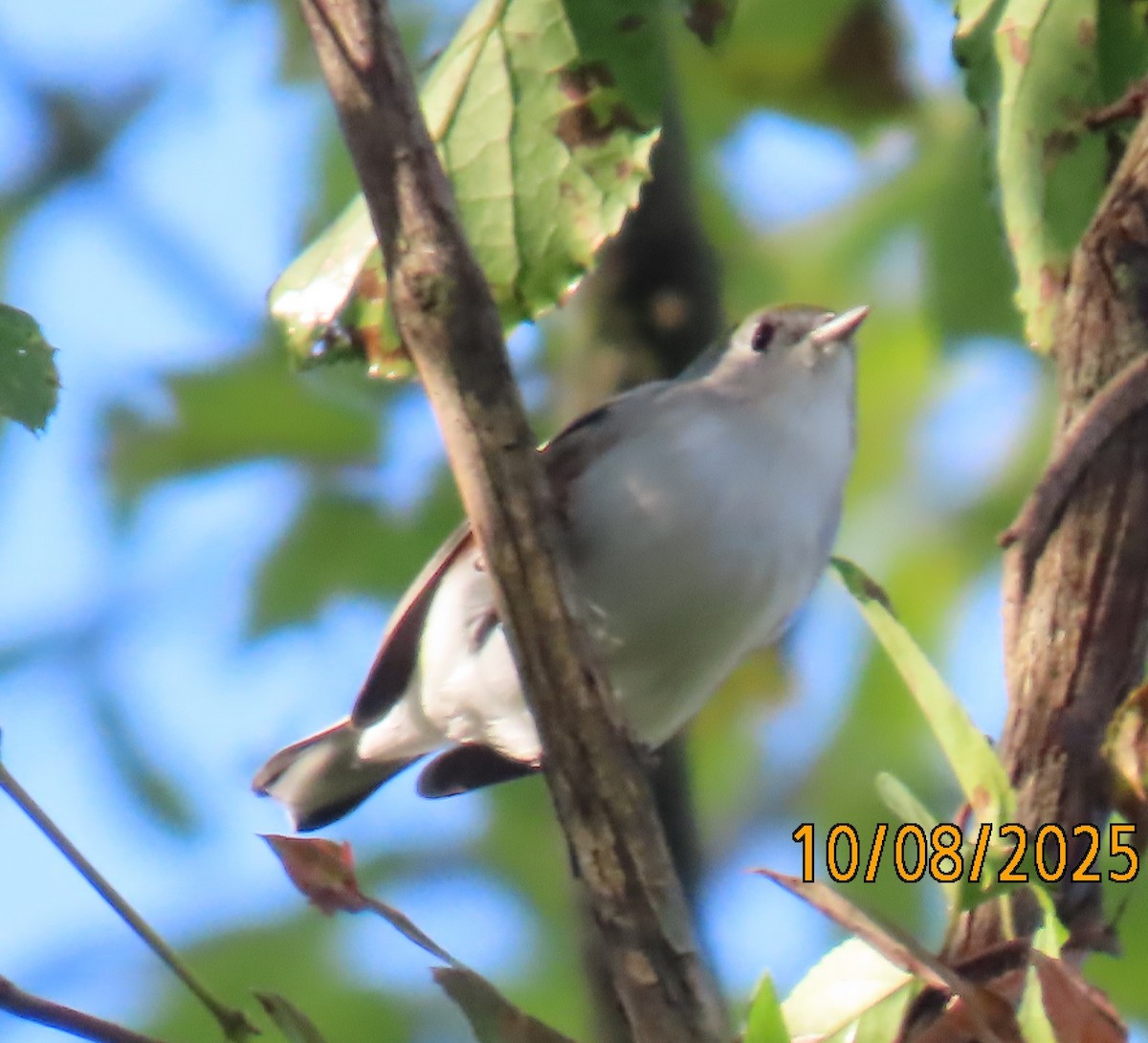 brunsideparula - ML643140252