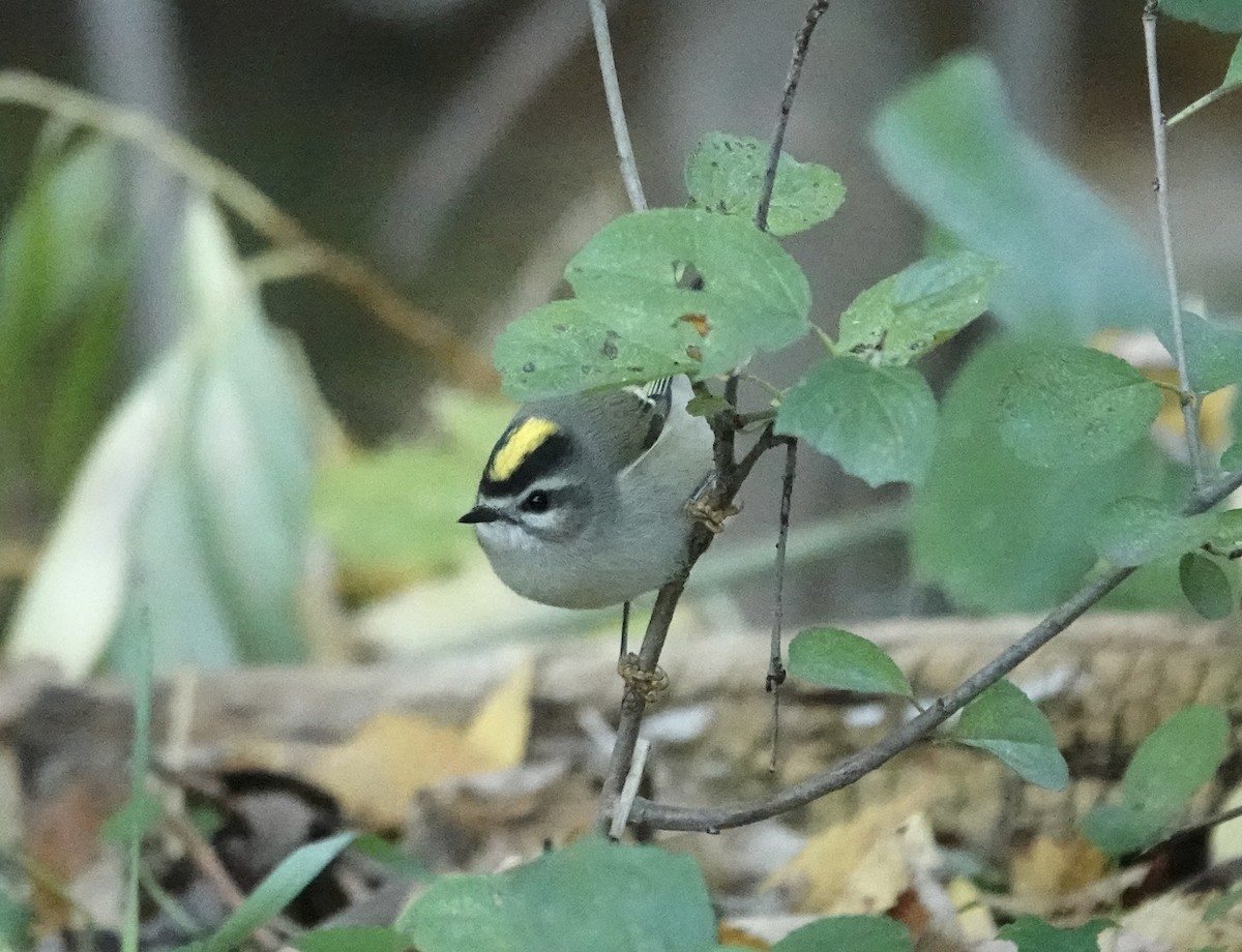 Roitelet à couronne dorée - ML643140339