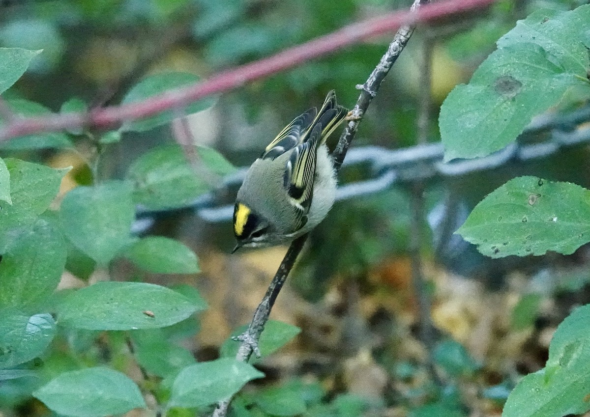 Roitelet à couronne dorée - ML643140340