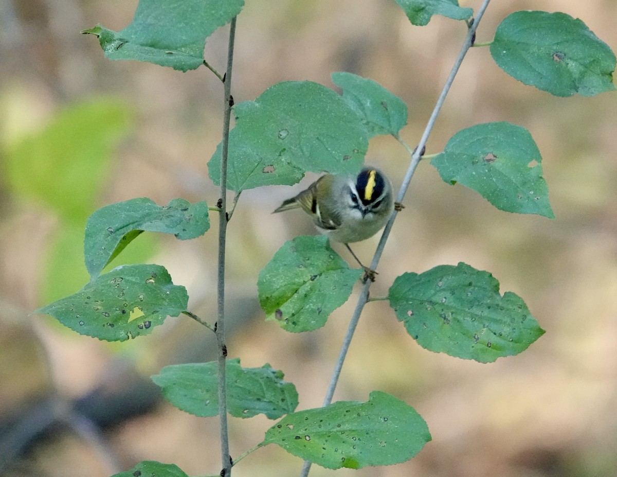 Roitelet à couronne dorée - ML643140341
