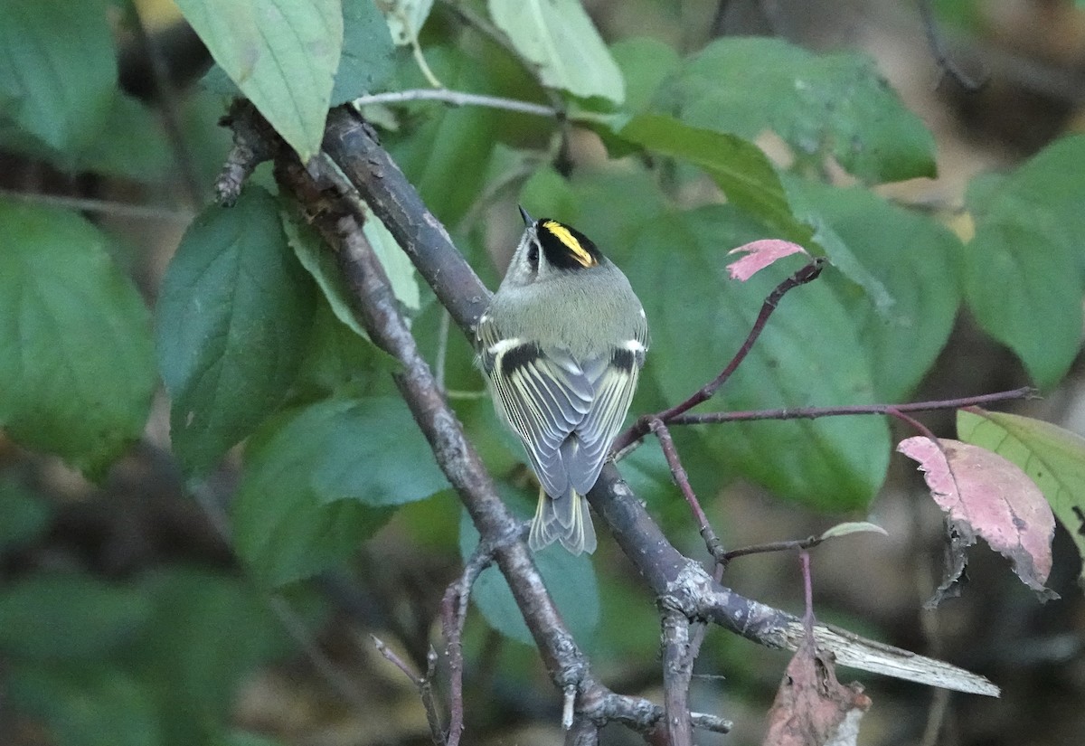 Roitelet à couronne dorée - ML643140342