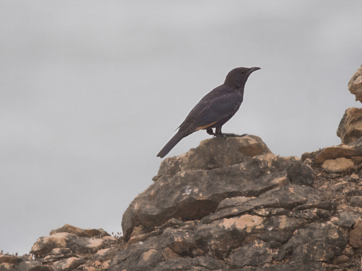 Tristram's Starling - ML643140444