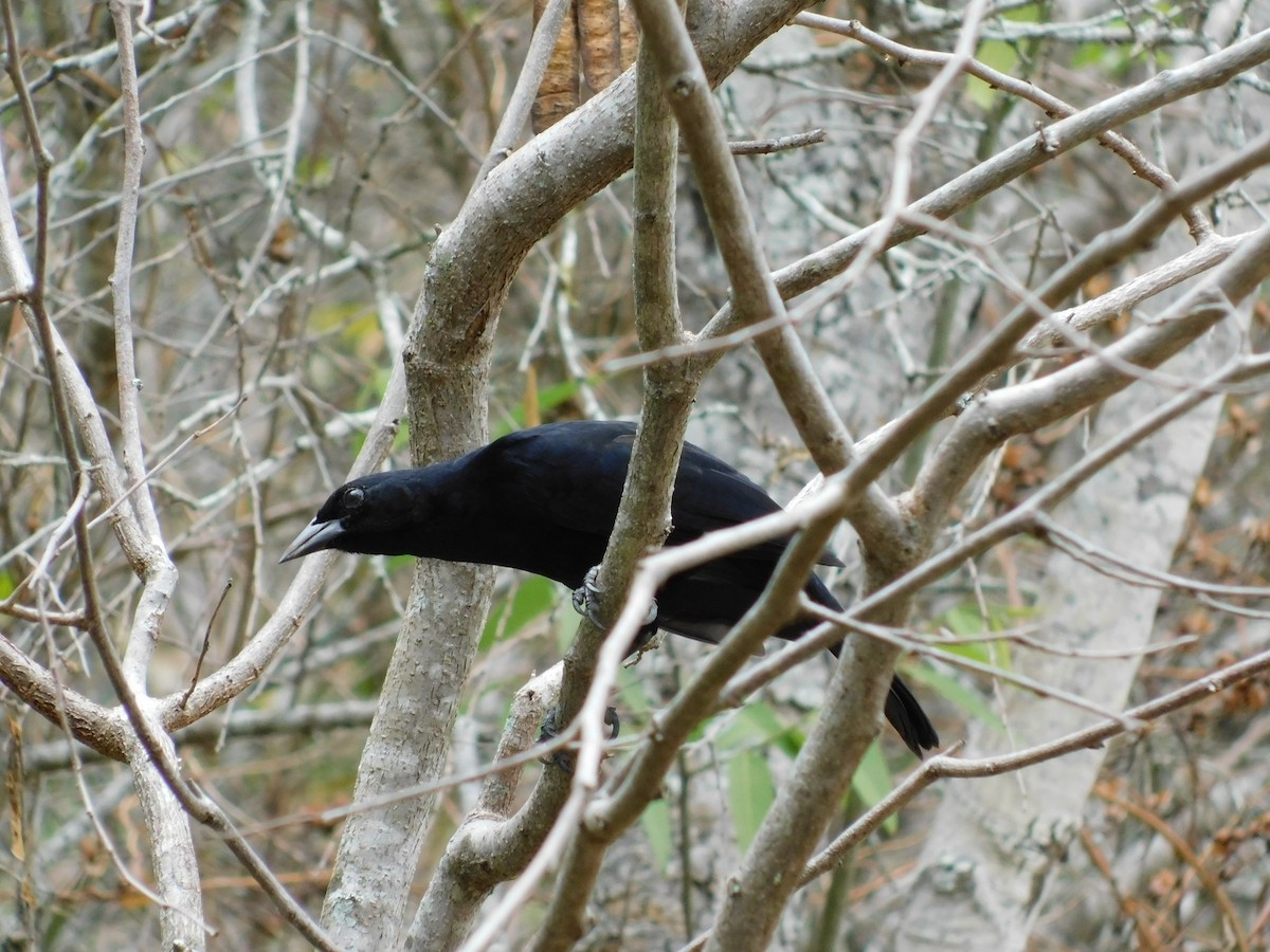 Scrub Blackbird - ML643140504
