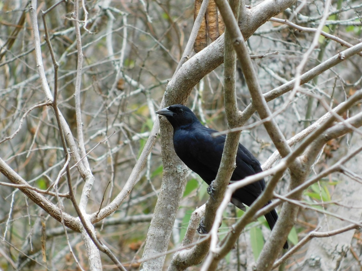 Scrub Blackbird - ML643140506