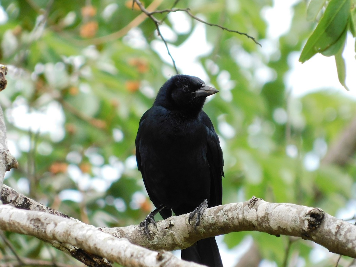 Scrub Blackbird - ML643140507