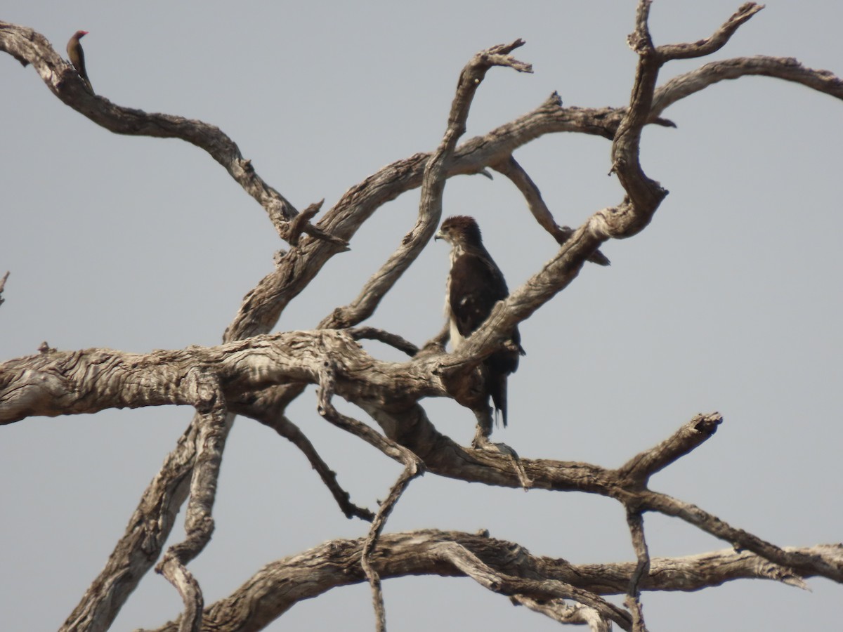 African Hawk-Eagle - ML643140511