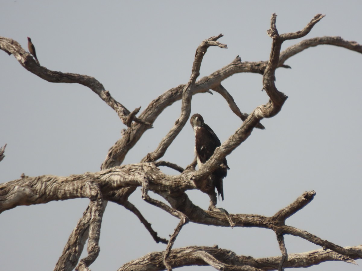 African Hawk-Eagle - ML643140512
