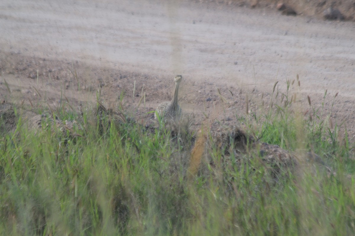 Hartlaub's Bustard - ML643140526