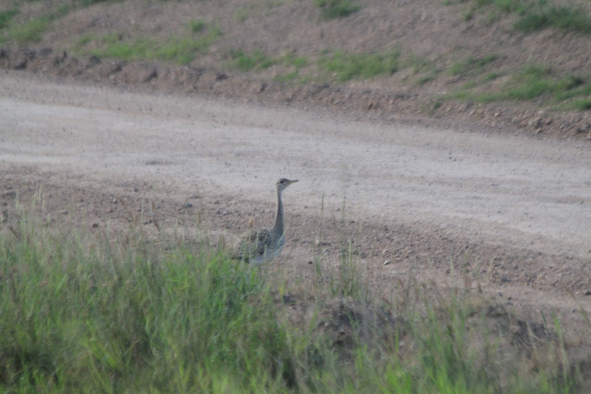 Hartlaub's Bustard - ML643140527
