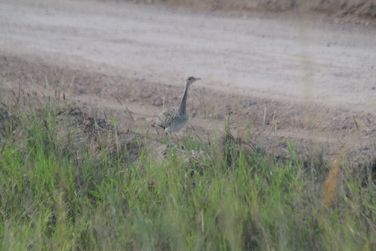 Hartlaub's Bustard - ML643140528