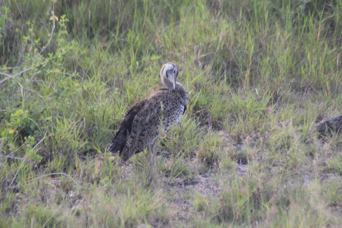 Hartlaub's Bustard - ML643140529