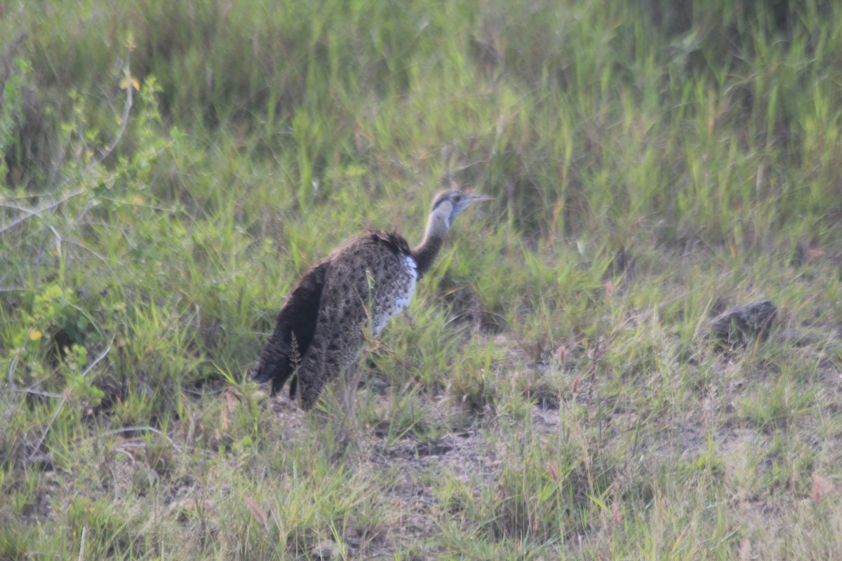Hartlaub's Bustard - ML643140530