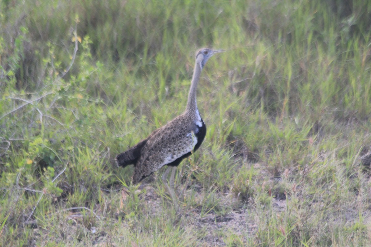 Hartlaub's Bustard - ML643140531