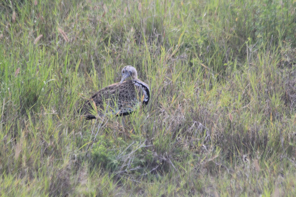 Hartlaub's Bustard - ML643140532