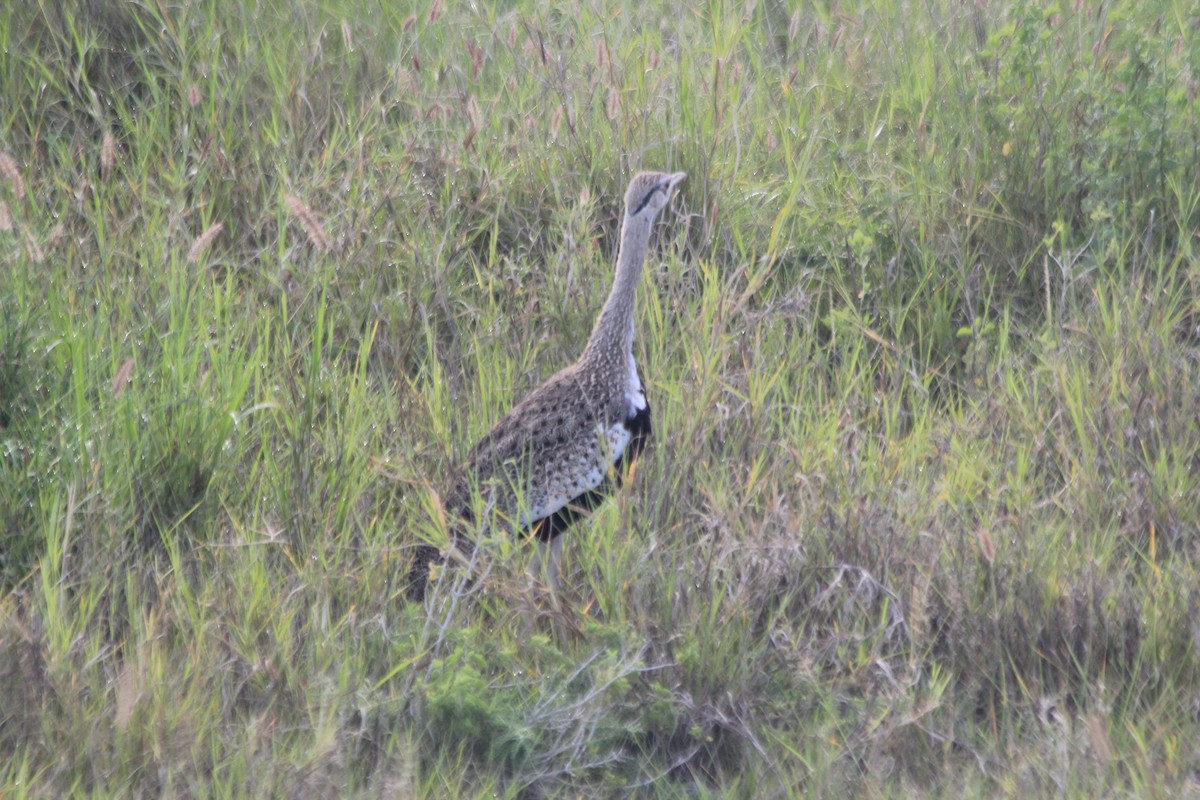Hartlaub's Bustard - ML643140533