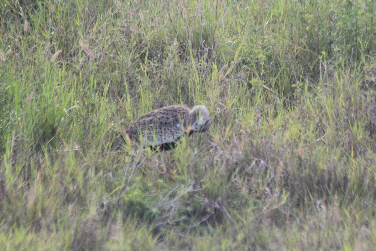 Hartlaub's Bustard - ML643140534