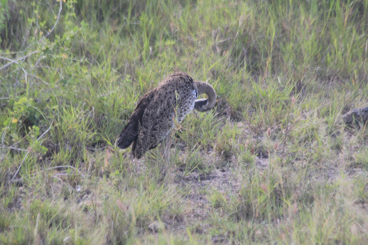 Hartlaub's Bustard - ML643140535